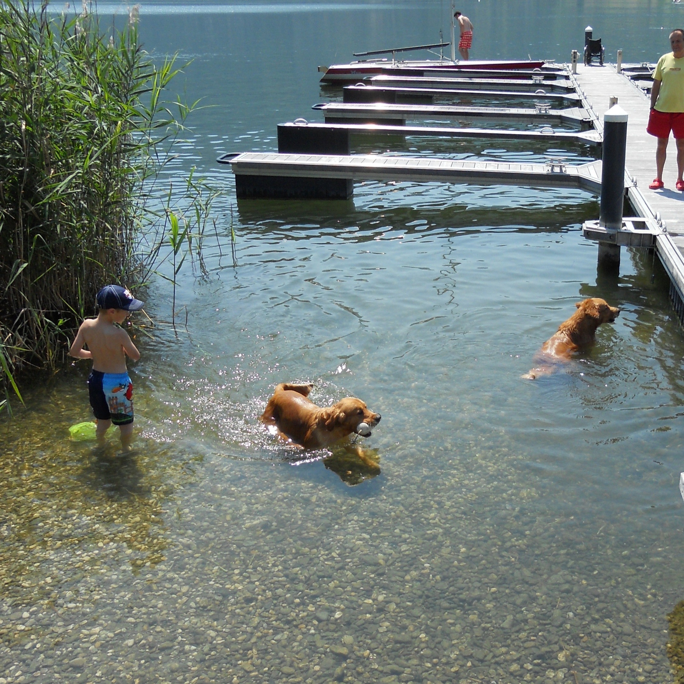Hunde spielen im Wasser
